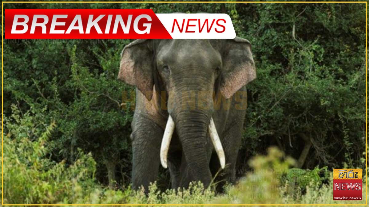 කාවන්තිස්ස හස්තිරාජයා මියයයි