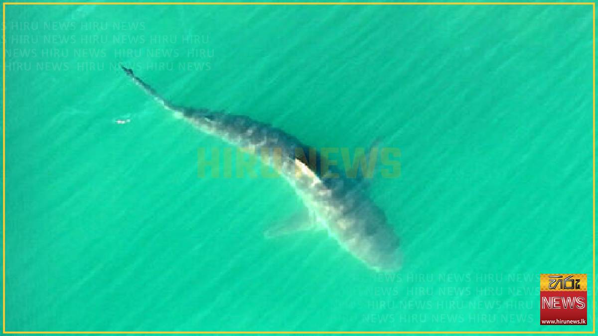 1.48 Million Visitors Flock to See 'Bukang-i' Shark