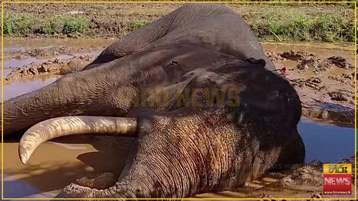 Court orders autopsy report on death of tusker Kavantissa