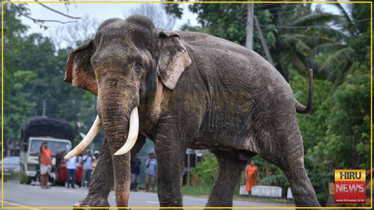 Kavantissa’s death renews questions over Sri Lanka’s protection of wild elephants