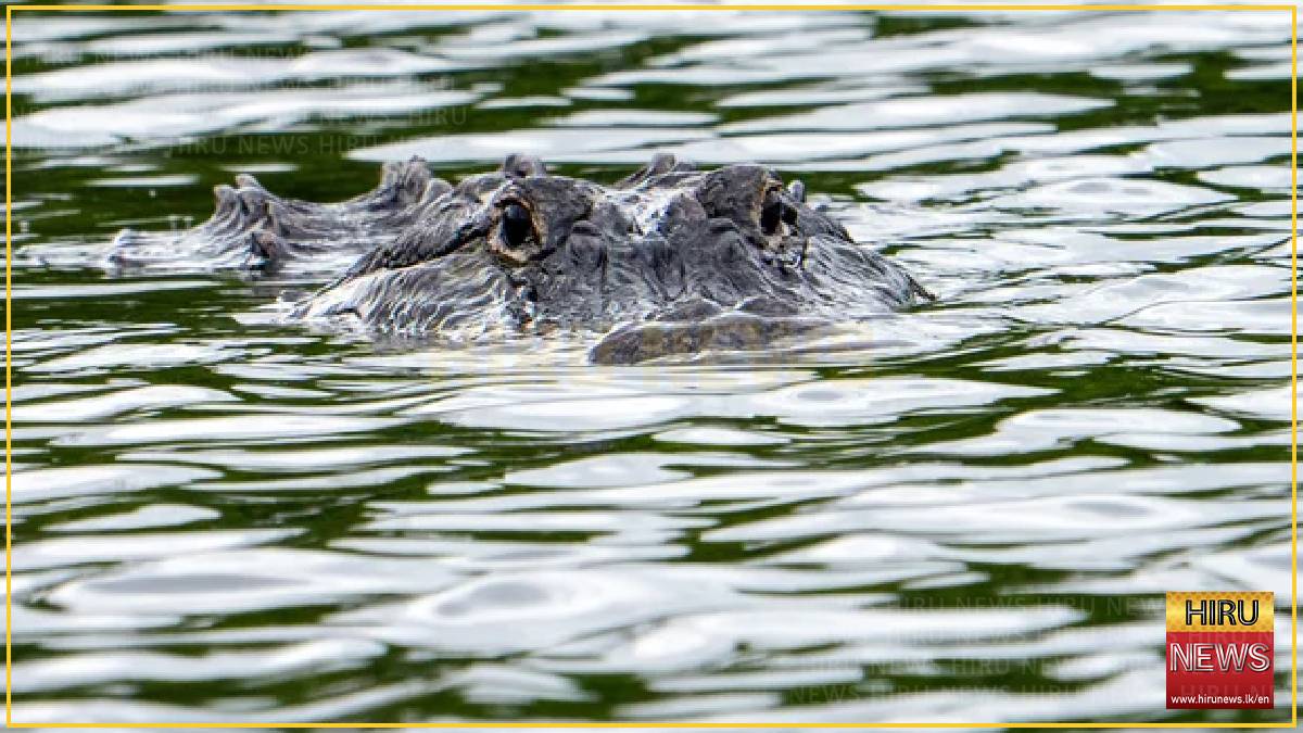 Alligator kills 71-year-old man fishing at pond in Florida
