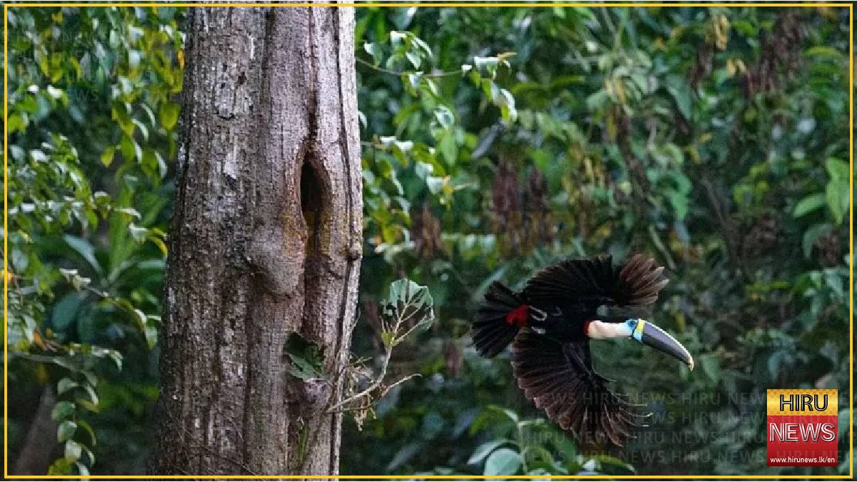 Brazil sees record fall in Amazon deforestation as key election looms
