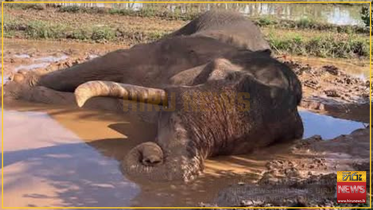 CID and police probe possible organised network behind tusker shootings