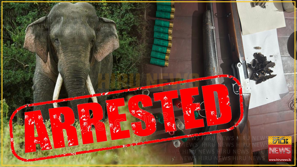 'කාවන්තිස්ස' ඇතාට වෙඩි තැබීමේ සිද්ධියට අදාළව තවත් සැකකරුවන් 5 දෙනෙක් අත්අඩංගුවට