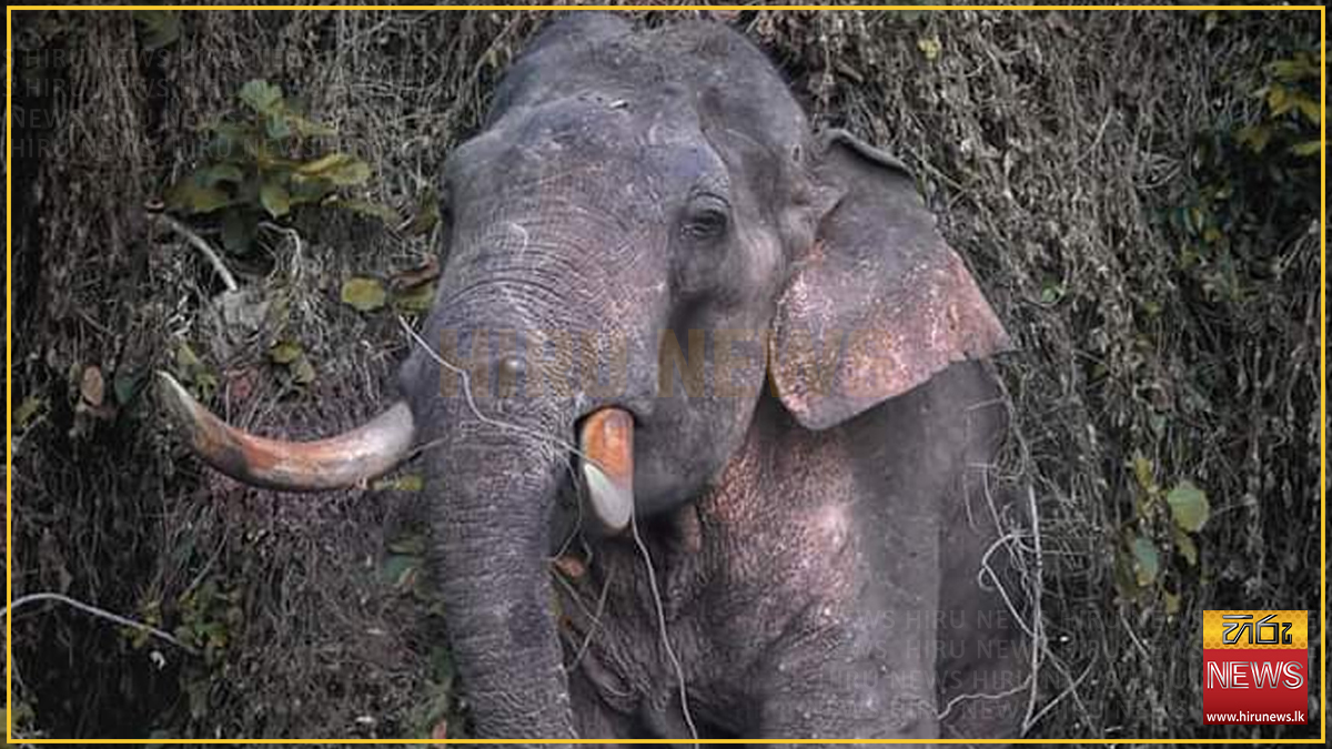 'අග්බෝ' හස්තියා නාච්චදූව රක්ෂිතයෙන් සොයාගැනේ