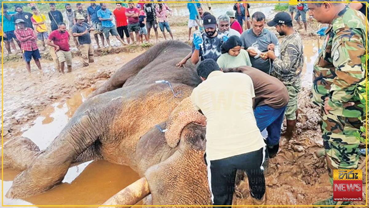 කාවන්තිස්සට ප්‍රතිකාර කළ වෛද්‍ය ඉසුරු ඉල්ලා අස්වූ බවට වනජීවී පශු වෛද්‍ය සංගමය කියයි; තමාට ලිපිය ලැබී නැතැයි අධ්‍යක්ෂ ජනරාල් පවසයි