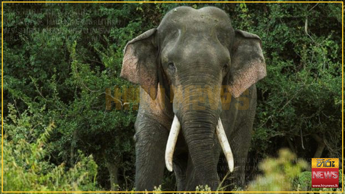 'කාවන්තිස්ස' ඇතාගේ මරණය සම්බන්ධයෙන් විමර්ශනයට සහ ඇතුන් සුරැකීමේ ජාතික වැඩසටහනකට ජනපතිගෙන් විශේෂඥ කමිටුවක්