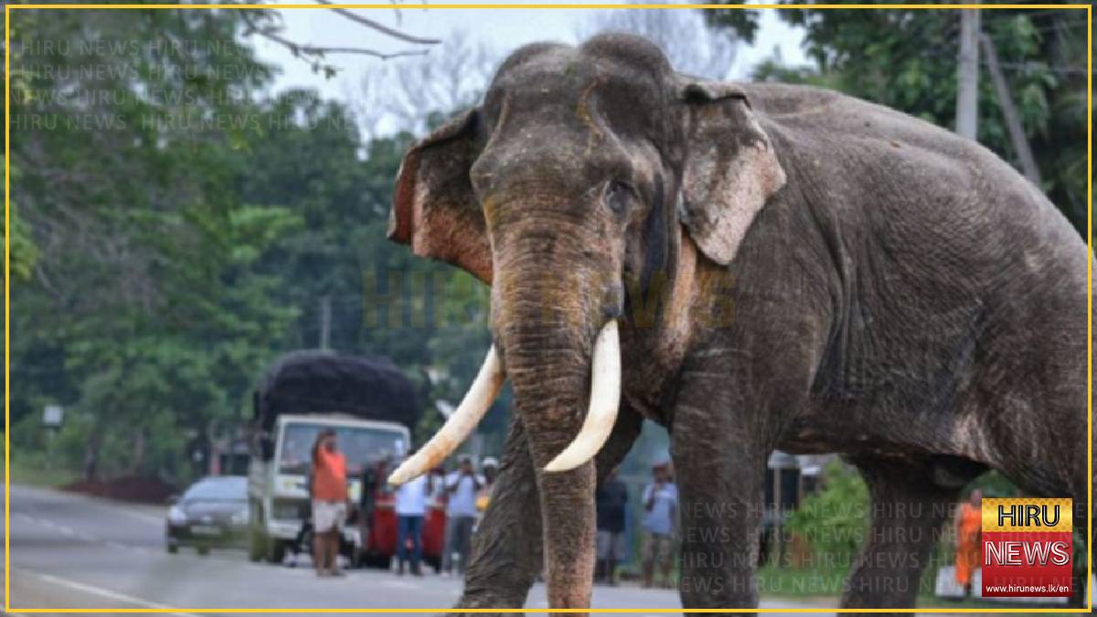 Kavantissa’s herd seen waiting at road crossing following death of beloved tusker