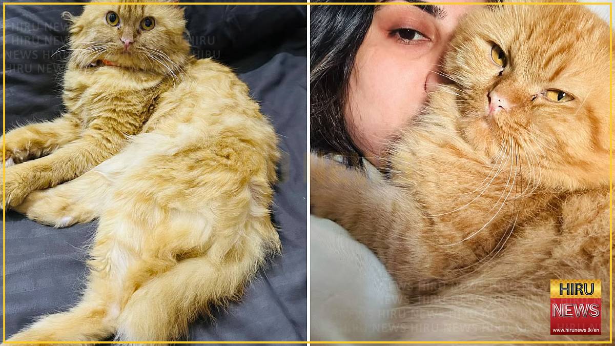 Missing cat of Sri Lankan passenger found at Dubai Airport after week-long search