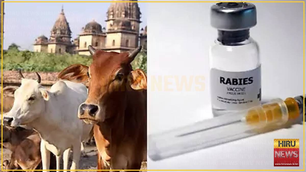 450 get anti-rabies vaccine after consuming milk from suspected rabid cow