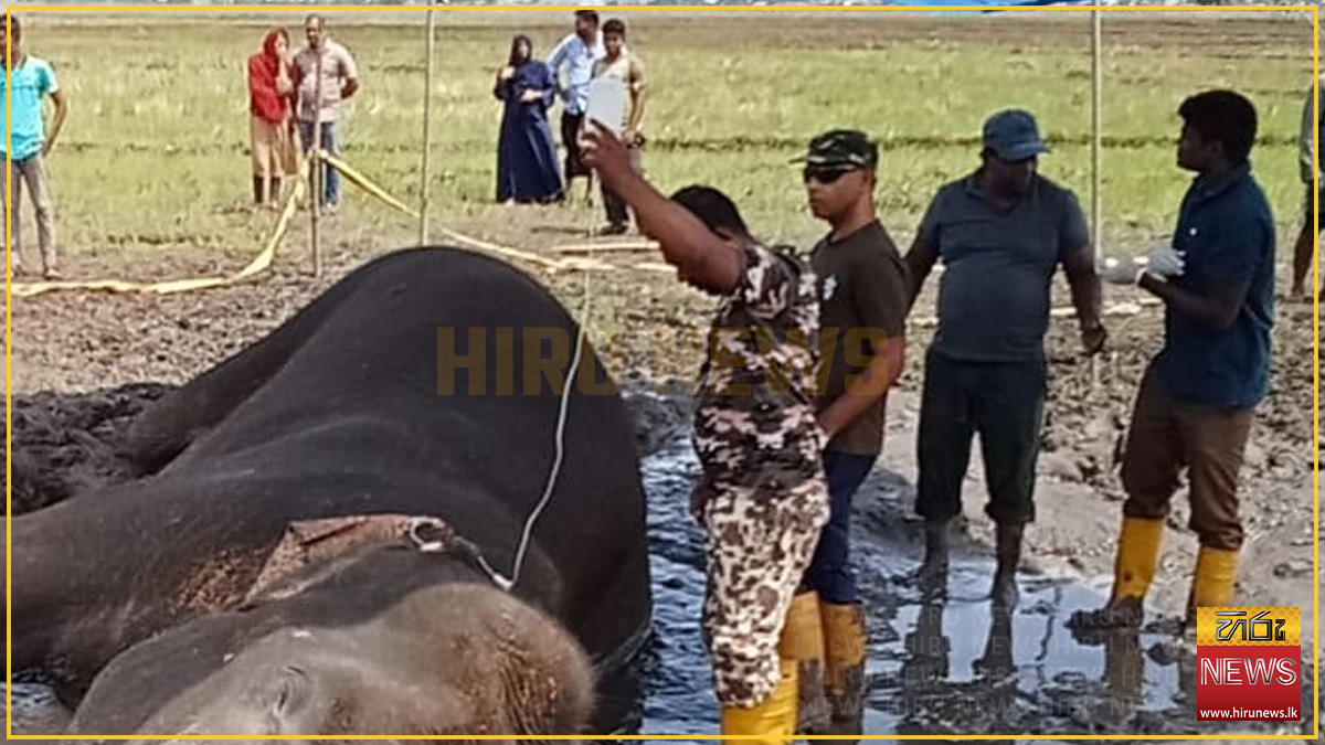 Wildlife officials treat sick elephant in Ampara