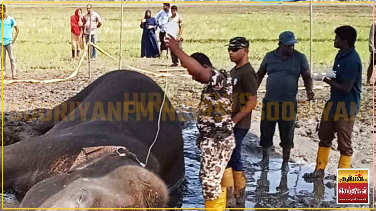 திடீரென உடல்நலம் பாதிக்கப்பட்ட காட்டு யானைக்குத் தீவிர சிகிச்சை!