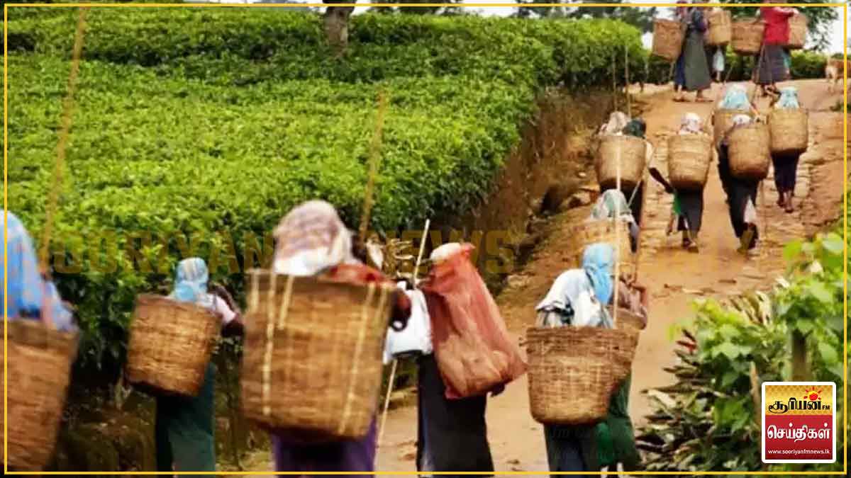மட்டுக்கலை தோட்டத்தில் குளவிக் கொட்டுக்கு இலக்கான 15 பெண் தொழிலாளர்கள் – நால்வரின் நிலை கவலைக்கிடம்!