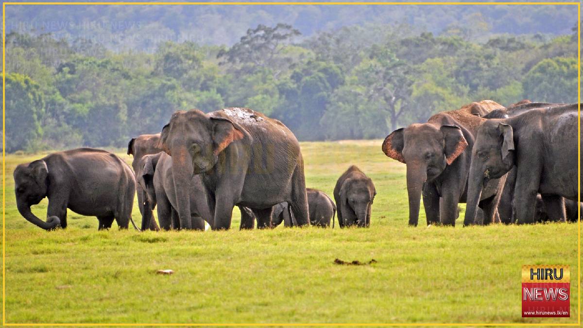 Government plans joint military-wildlife operation to protect elephants and reduce human-elephant conflict