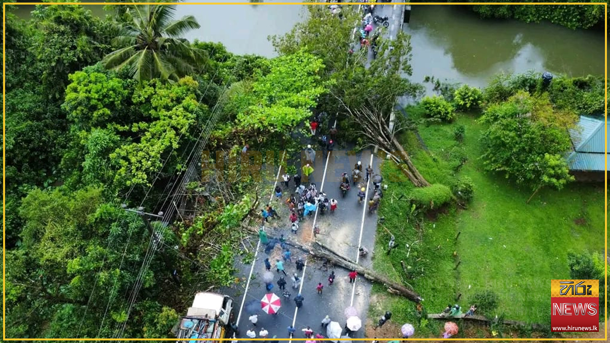 Large tree fall blocks Panadura–Ratnapura road