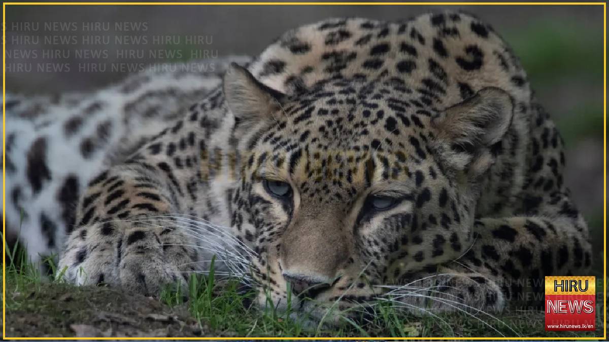 Dutch zookeeper dies after being mauled by leopard
