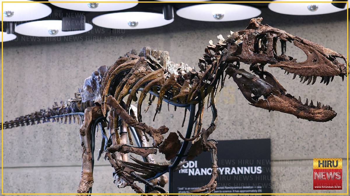 Rare Nanotyrannus skeleton sells for $47.3m at New York auction