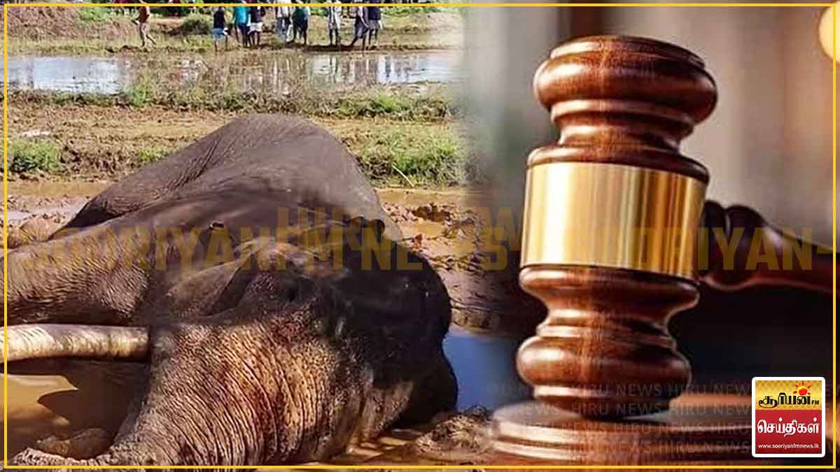 காவன்திஸ்ஸ யானை உயிரிழந்த சம்பவம்: இரு சந்தேகநபர்களுக்கும் நவம்பர் 11ஆம் திகதி வரை விளக்கமறியல்!