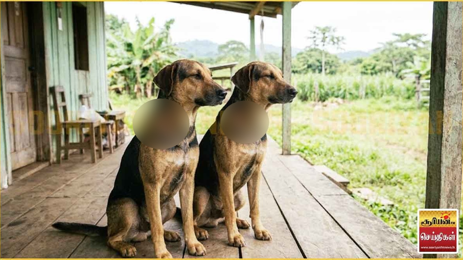 மனிதர்களுக்கும் ஆபத்தா? சதையைத் தின்னும் ஒட்டுண்ணி குறித்து எச்சரிக்கை!