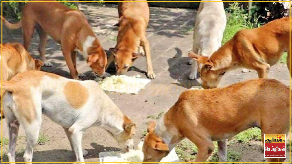 தெருநாய்களுக்கு மைக்ரோ சிப் பொருத்தும் திட்டம் ஆரம்பம்! தடுப்பூசி விபரங்கள், இருப்பிடங்களையும் கண்காணிக்கவும் நடவடிக்கை!